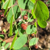 Phyllanthus cinereus Müll.Arg.